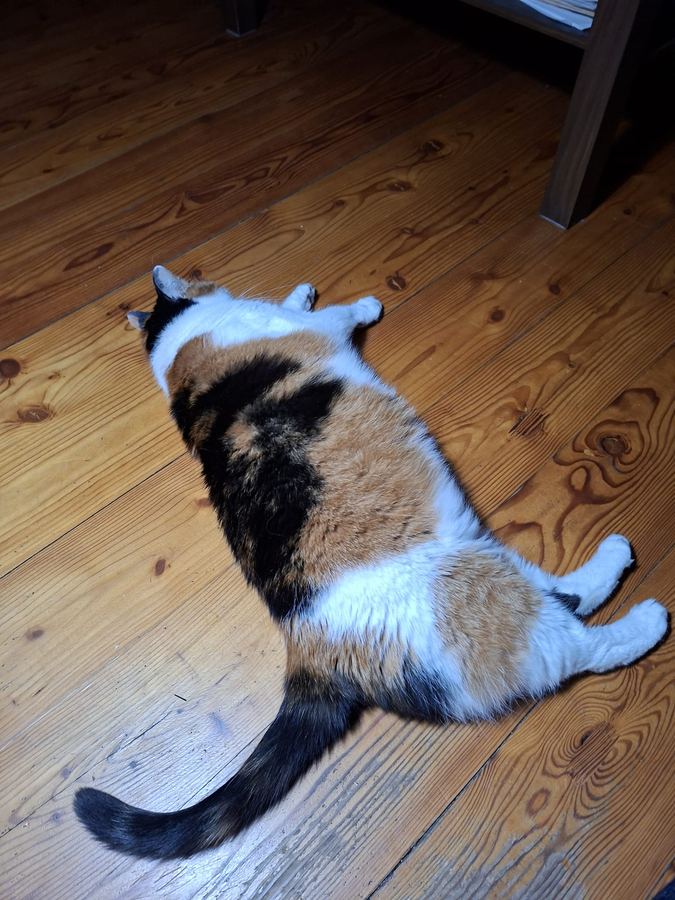 Nika the cat, the muse
