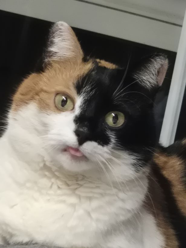 Nika face close-up — two-tone calico