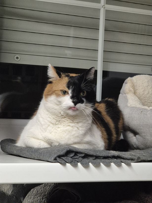 Nika in cat hammock