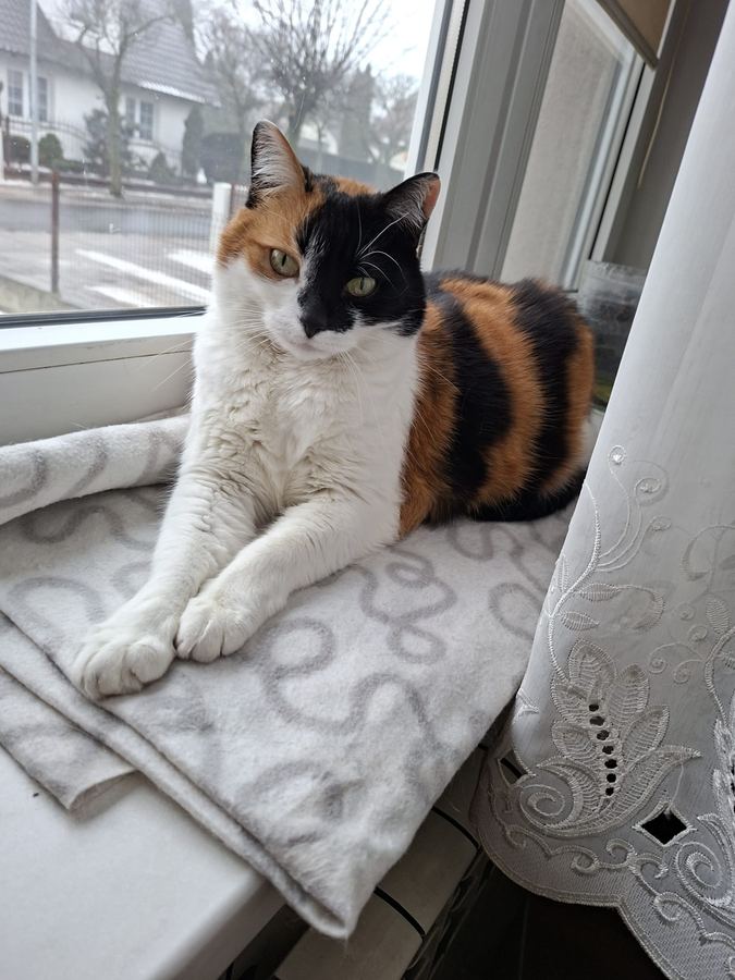 Nika with tongue out — the iconic blep